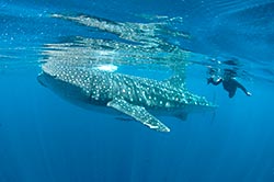 Whalesharks of Isla Mujeres
